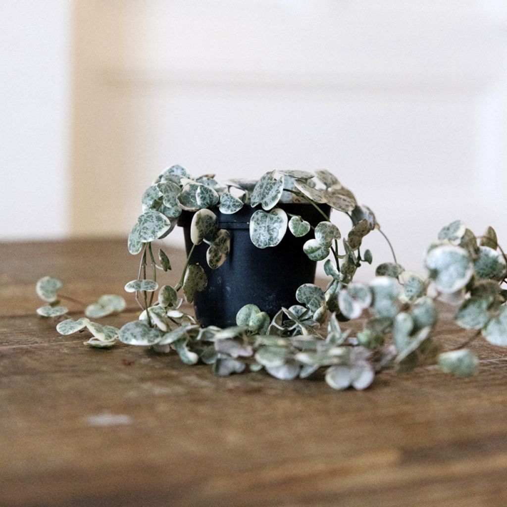 Ceropegia woodii Variegata - Collana di cuori