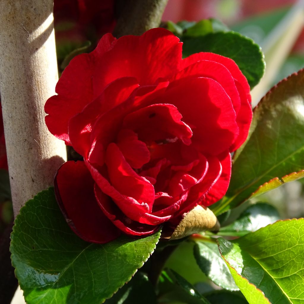 Chaenomeles speciosa Scarlet Storm - Fior di Pesco