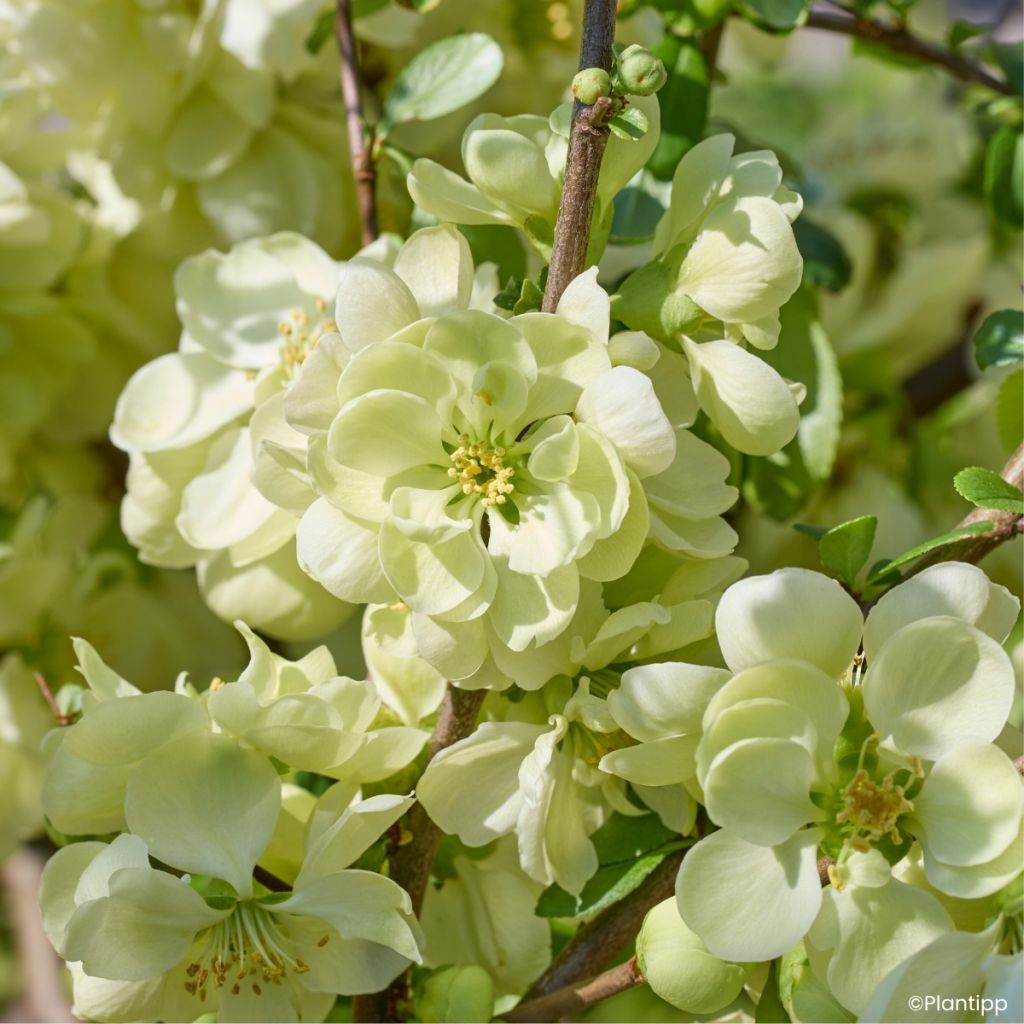 Chaenomeles speciosa Lemon Sorbet - Fior di Pesco