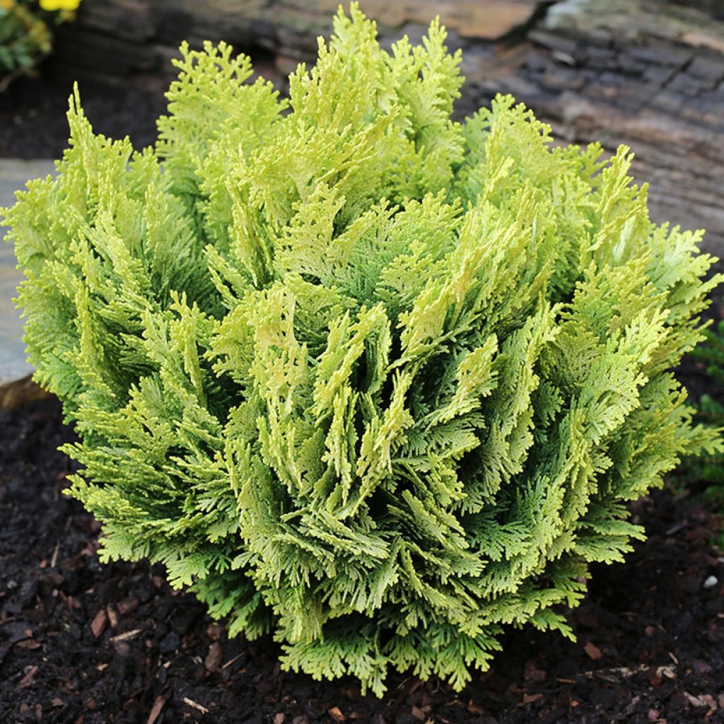 Chamaecyparis lawsoniana Minima Aurea - Cipresso bianco