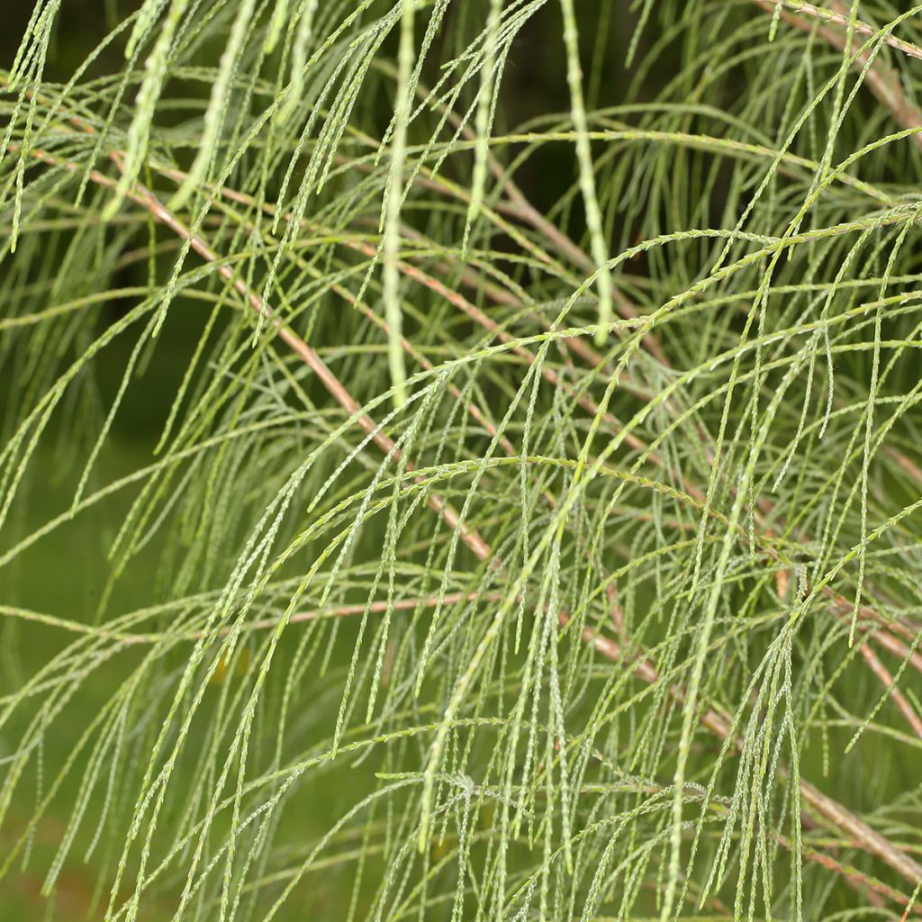Chamaecyparis lawsoniana Drooping Solo - Cipresso bianco