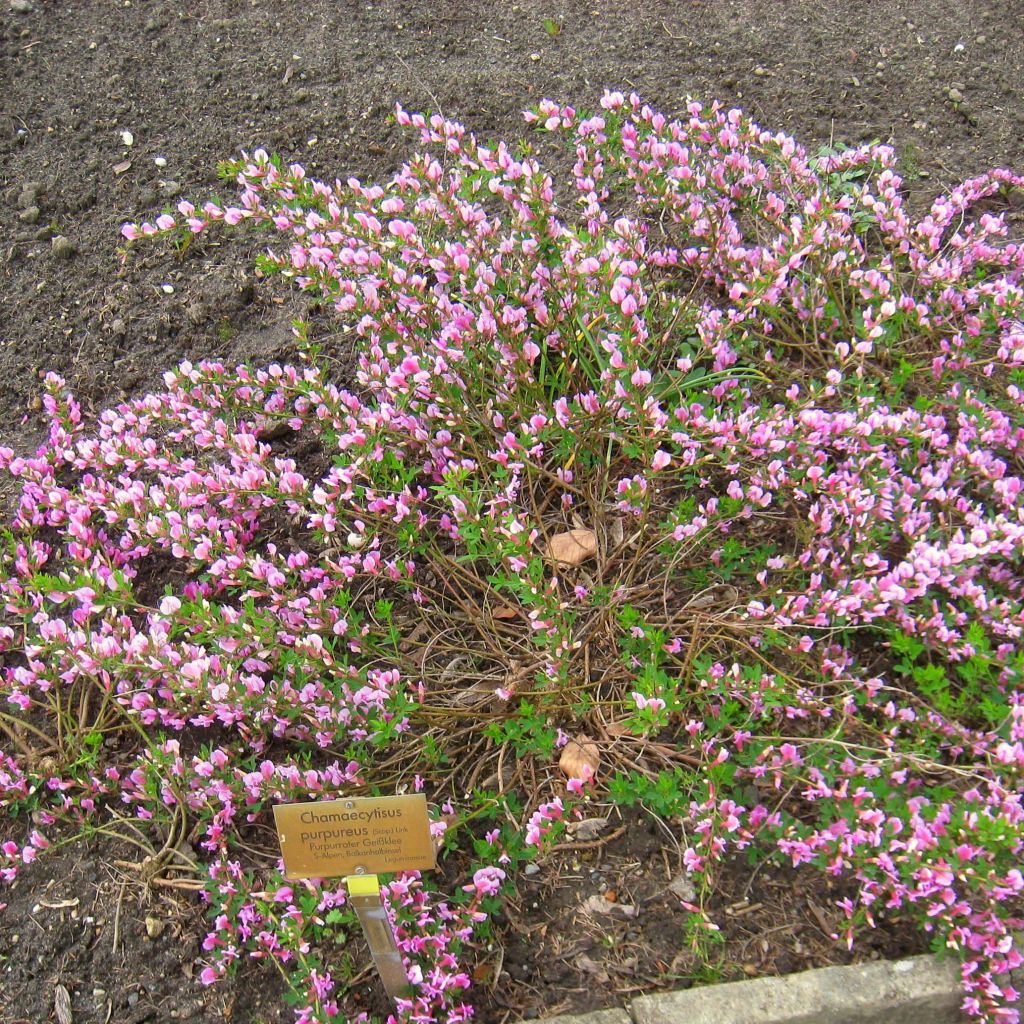 Chamaecytisus purpureus - Citiso purpureo