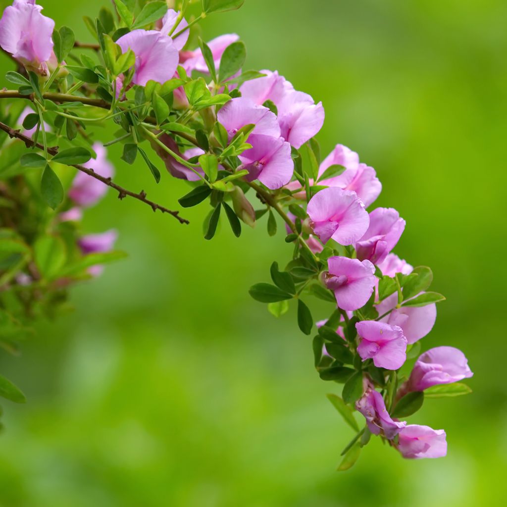 Chamaecytisus purpureus - Citiso purpureo