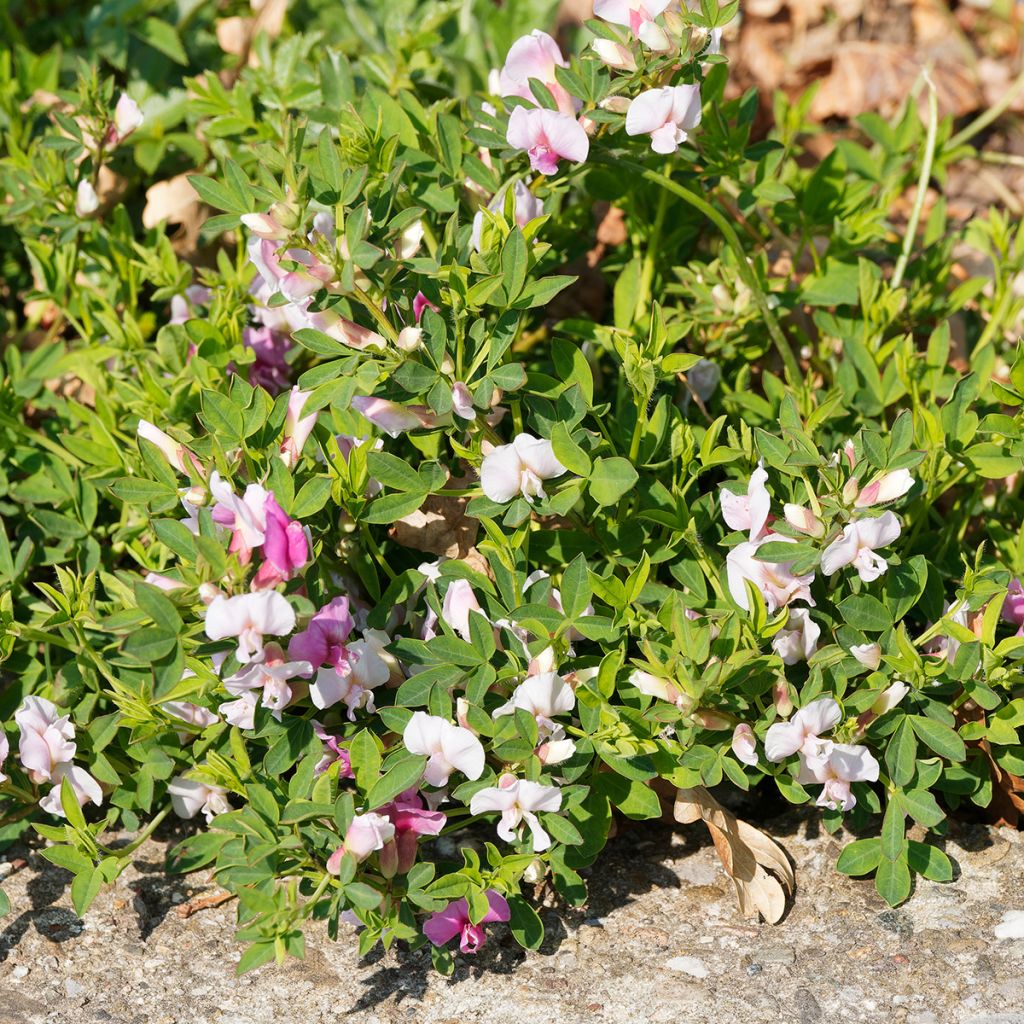 Chamaecytisus purpureus - Citiso purpureo