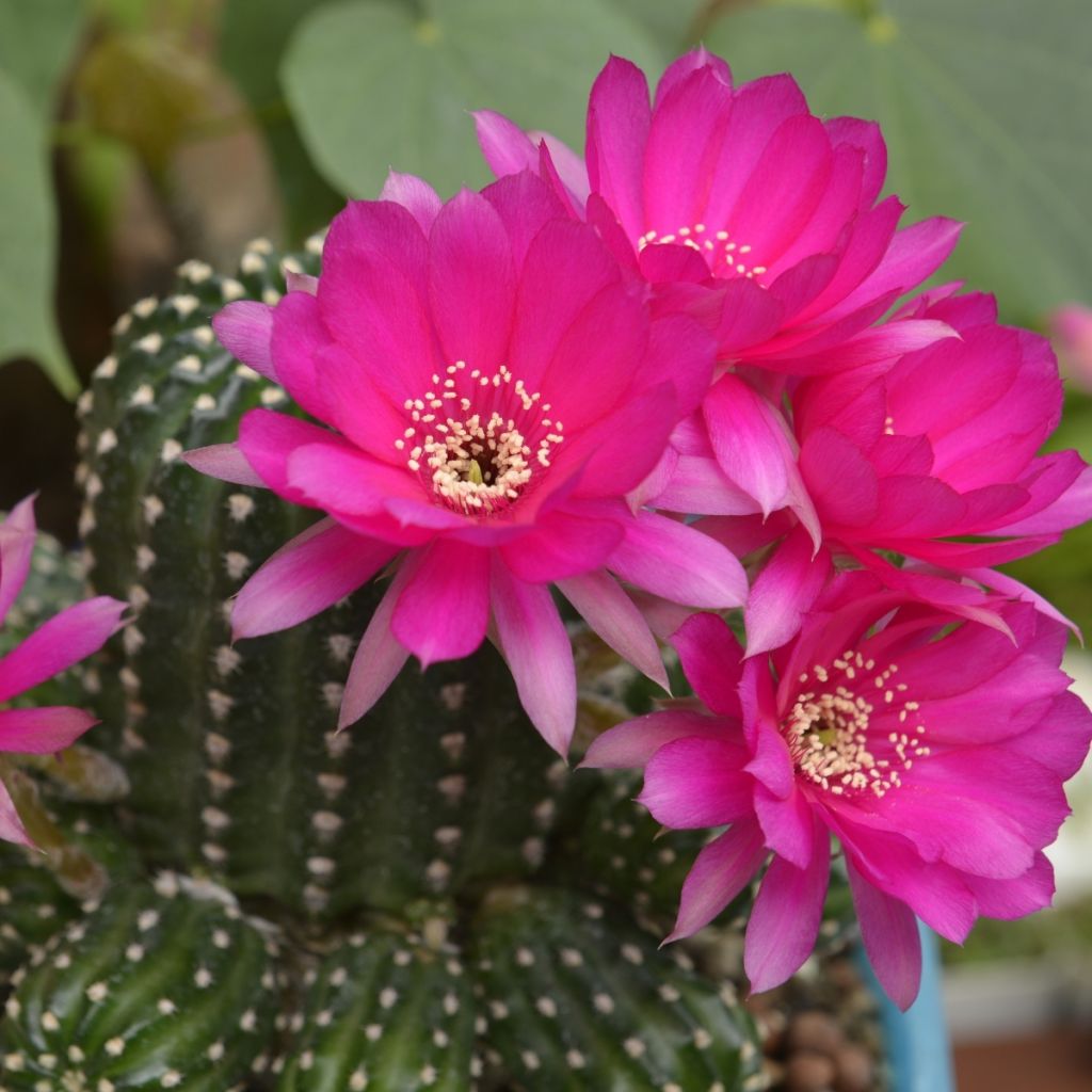 Chamaelobivia Paolinae - Cactus