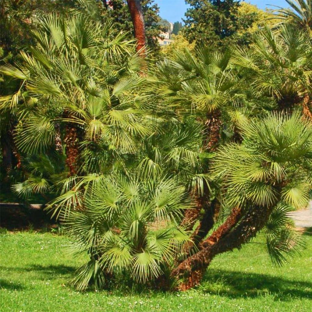 Chamaerops humilis - Palma di San Pietro