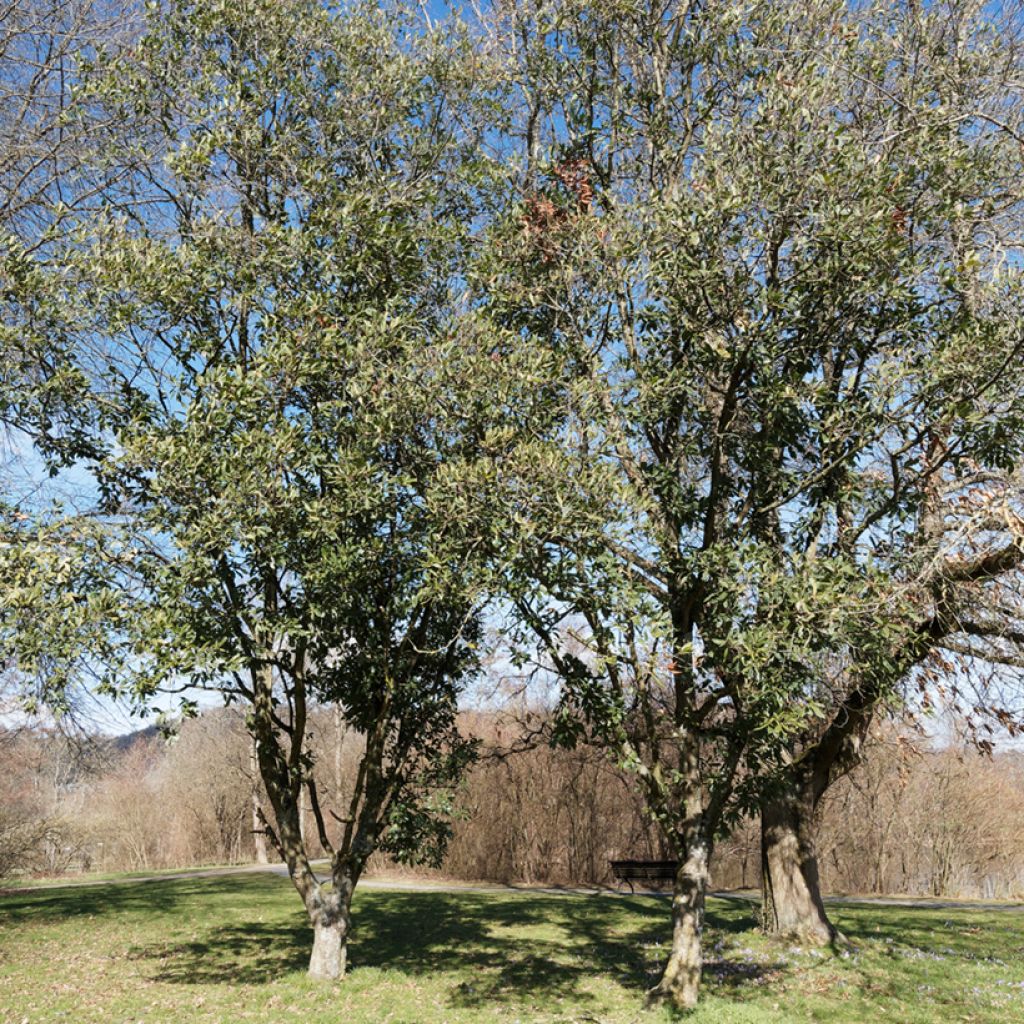 Quercus turneri var.pseudoturneri Spencer Turner - Quercia
