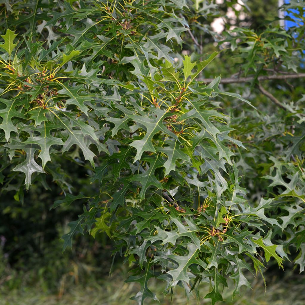 Quercia palustre - Quercus palustris