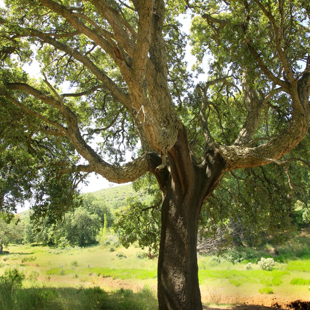 Quercus suber - Quercia da sughero