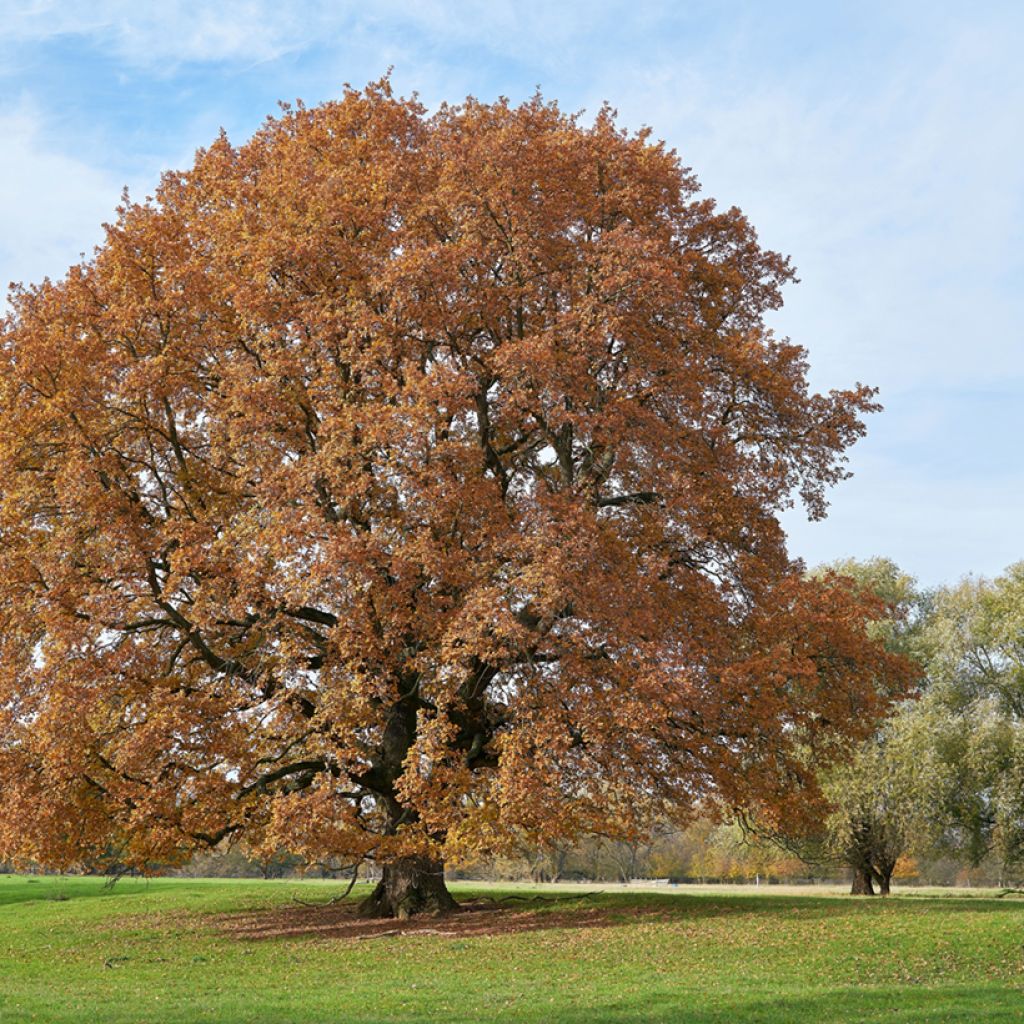 Quercus robur - Farnia