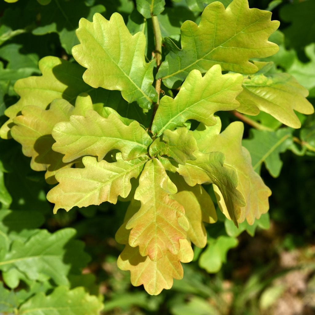 Quercus robur - Farnia