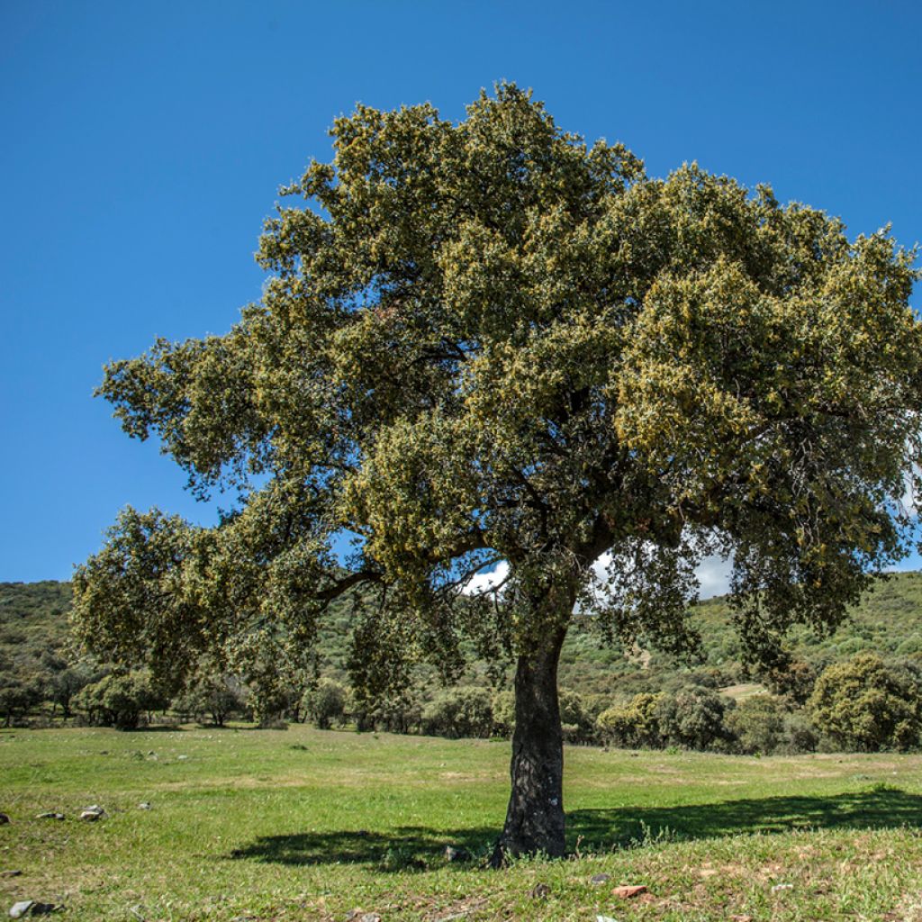 Quercus ilex - Quercia leccio