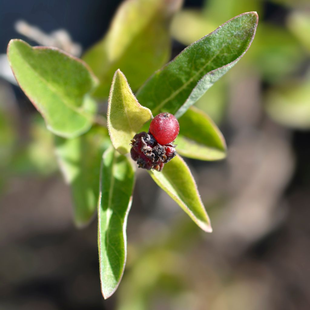 Lonicera Blond & Beyond - Caprifoglio