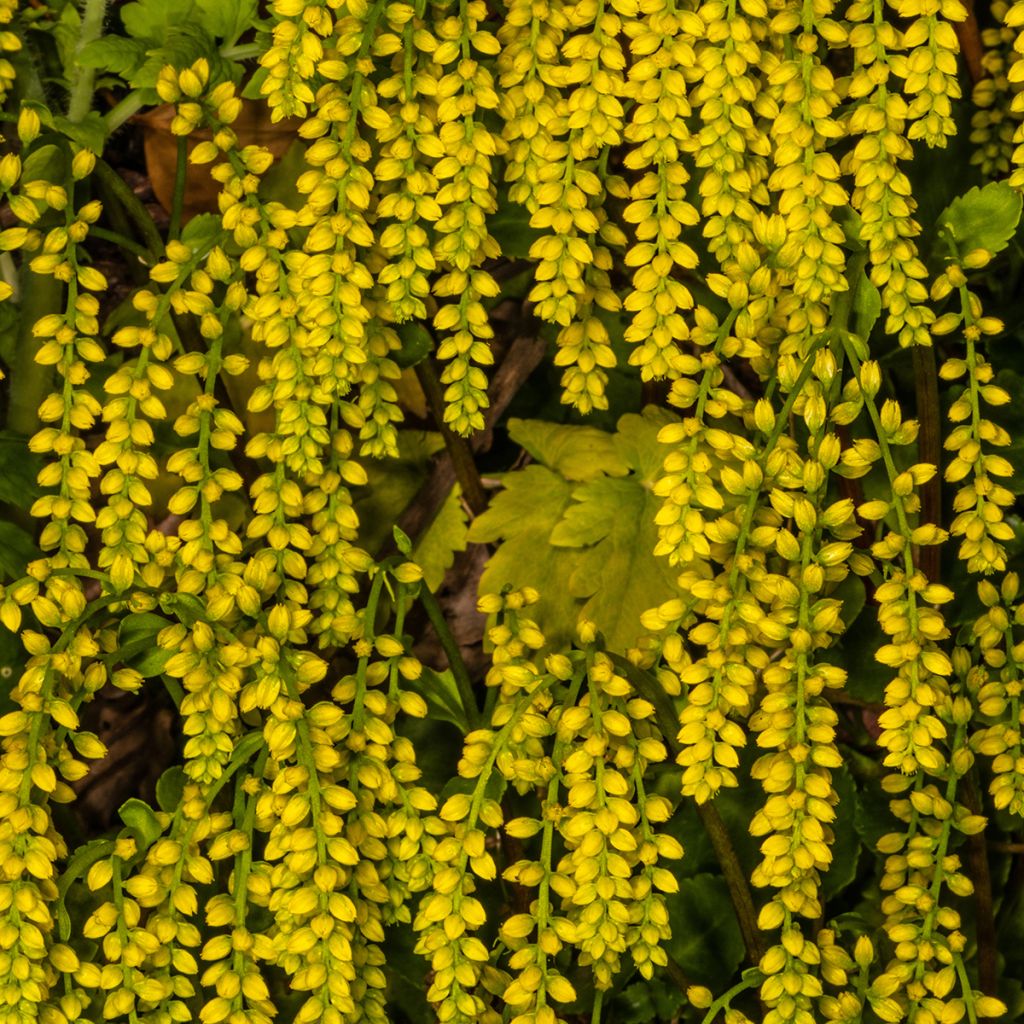 Chiastophyllum oppositifolium