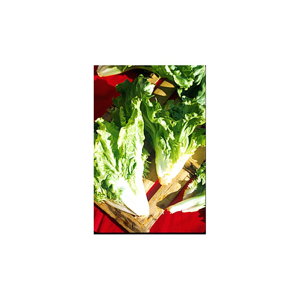 Cicoria scarola Cornetto d'Anjou