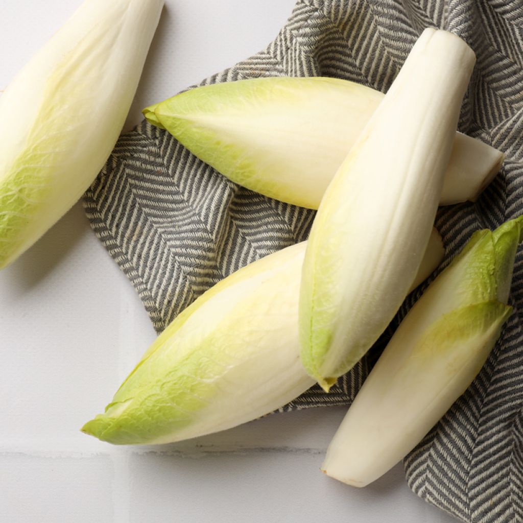 Indivia Witloof Normale Maraîchère