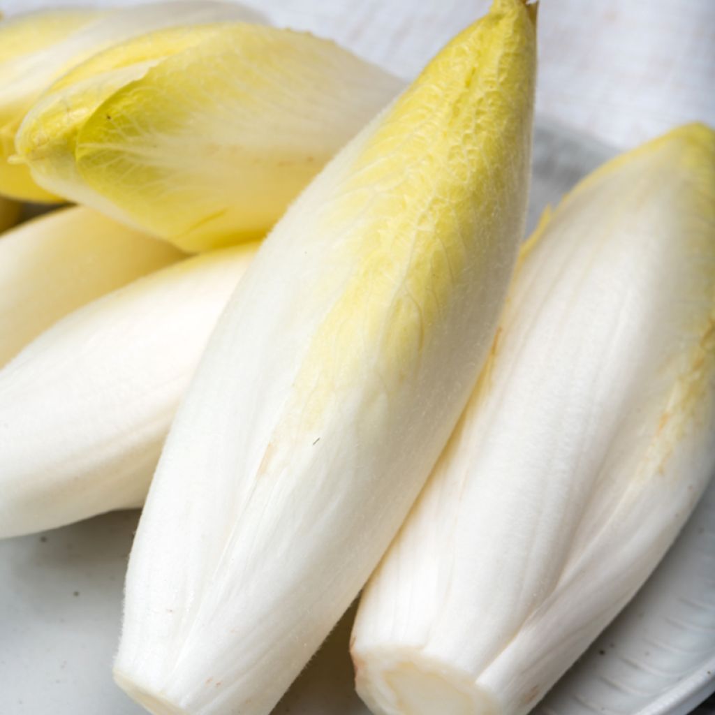 Indivia Chicorée Witloof Zoom F1