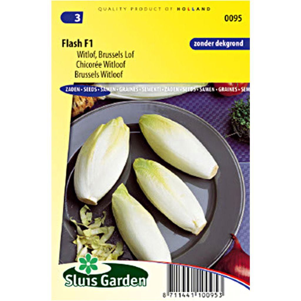 Indivia Witloof Flash F1