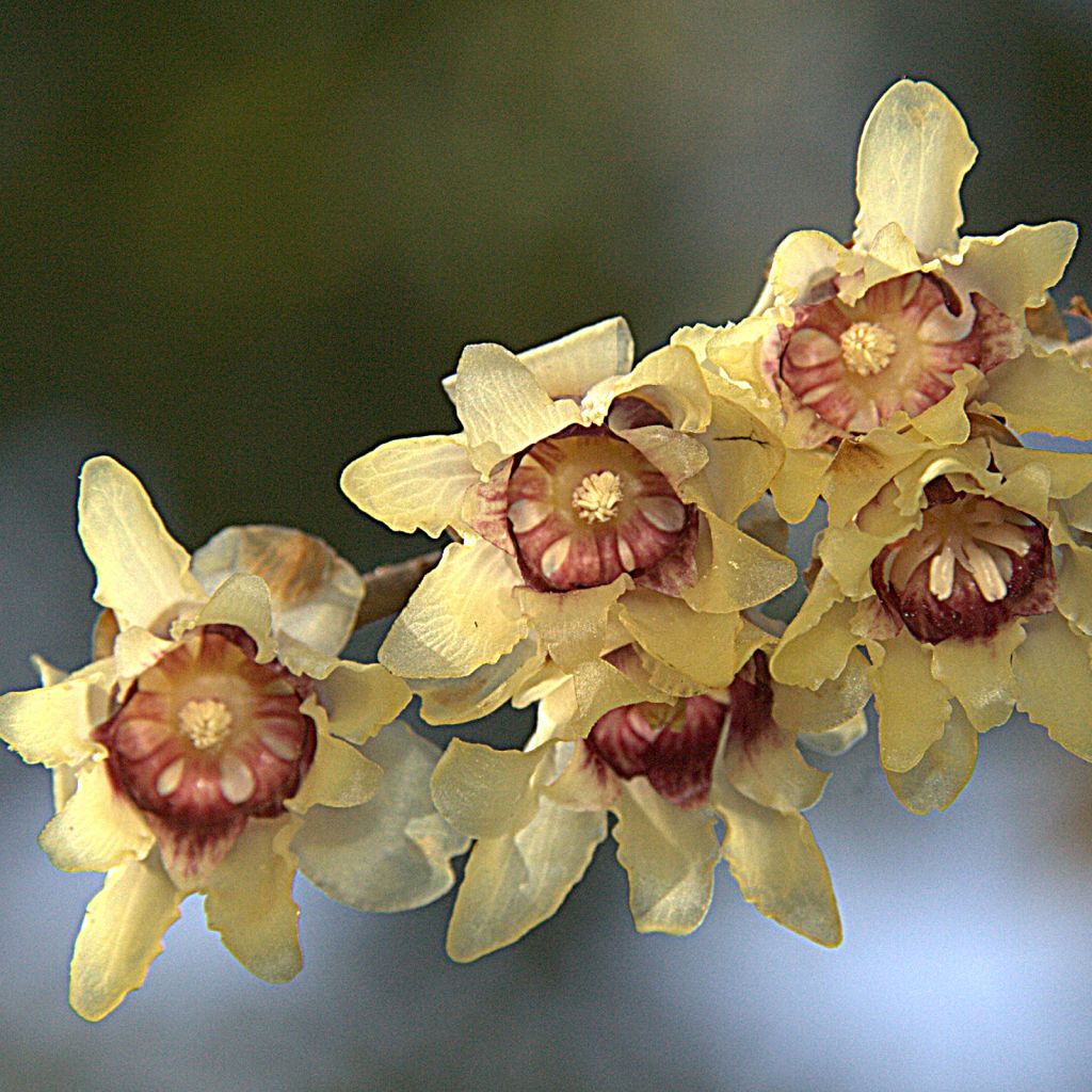 Chimonanthus praecox Grandiflorus - Calicanto d'inverno