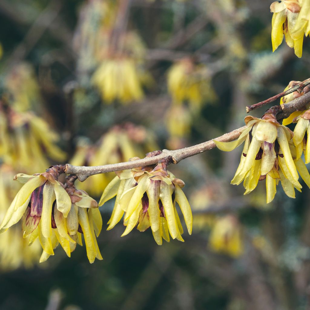 Chimonanthus praecox Grandiflorus - Calicanto d'inverno