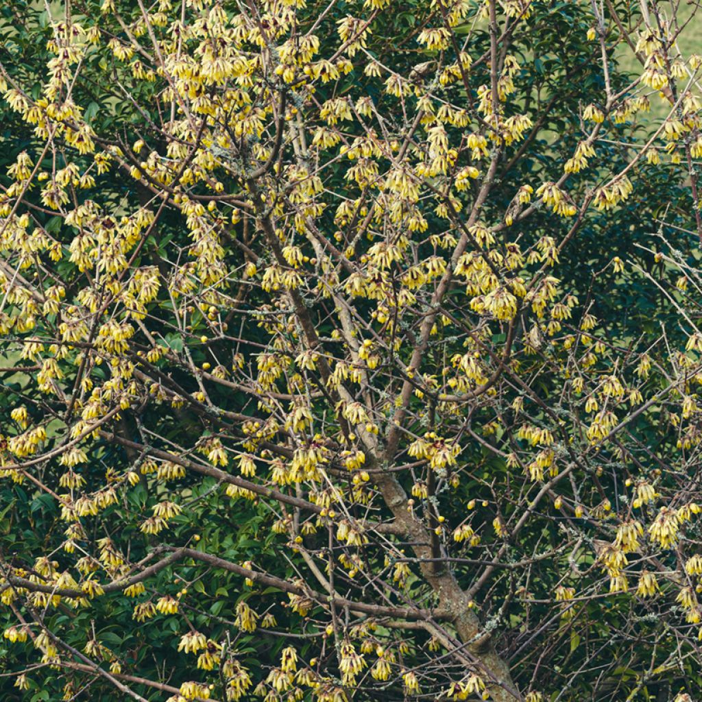 Chimonanthus praecox Grandiflorus - Calicanto d'inverno