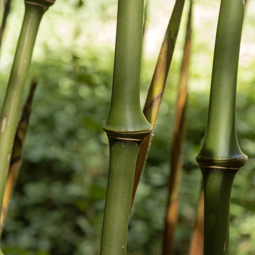 Chimonobambusa tumidissinoda Macrophylla - Bambù