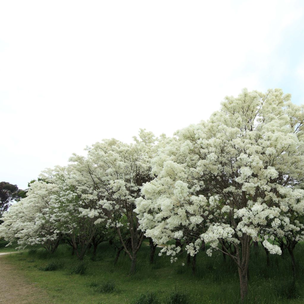 Chionanthus retusus - Albero della neve