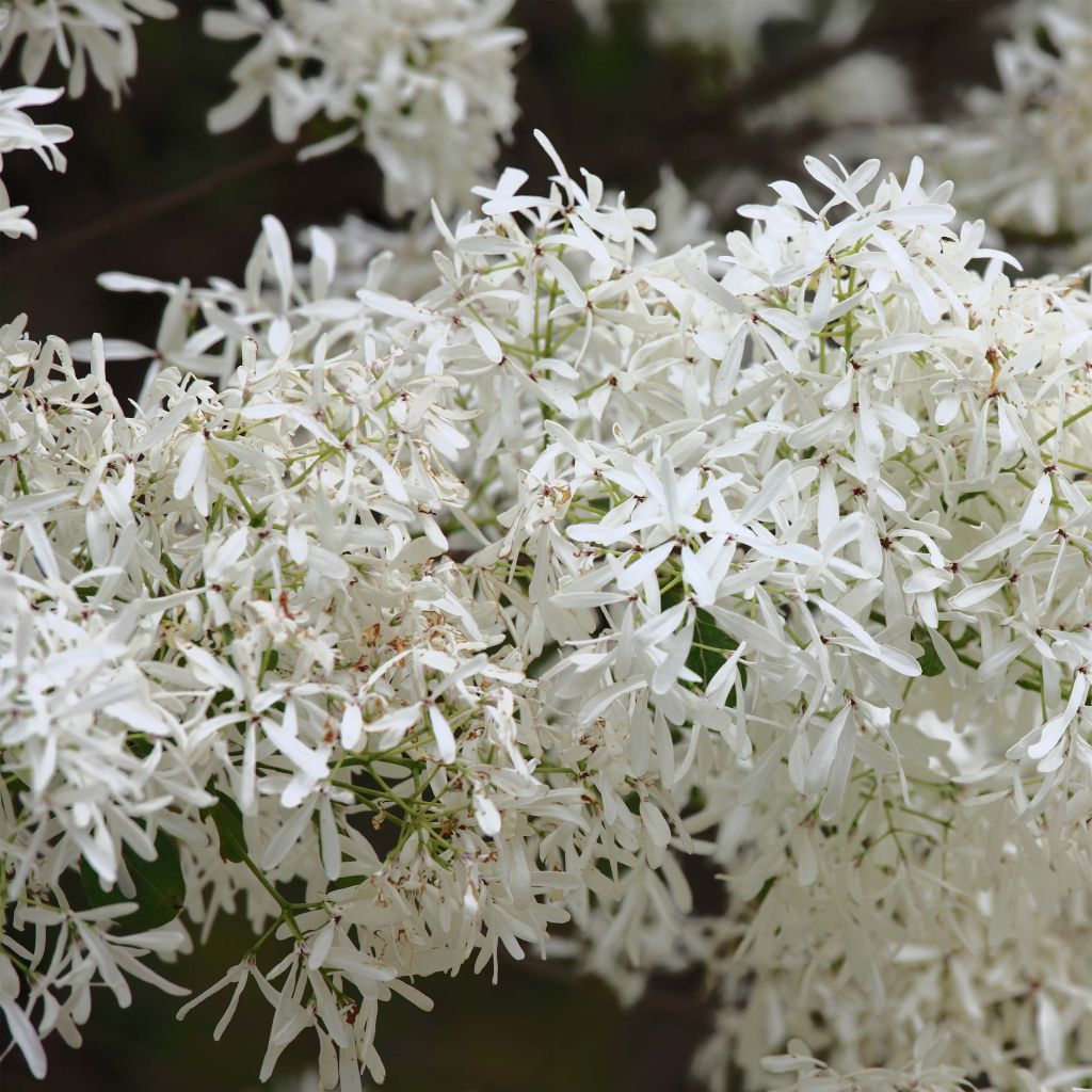 Chionanthus retusus - Albero della neve