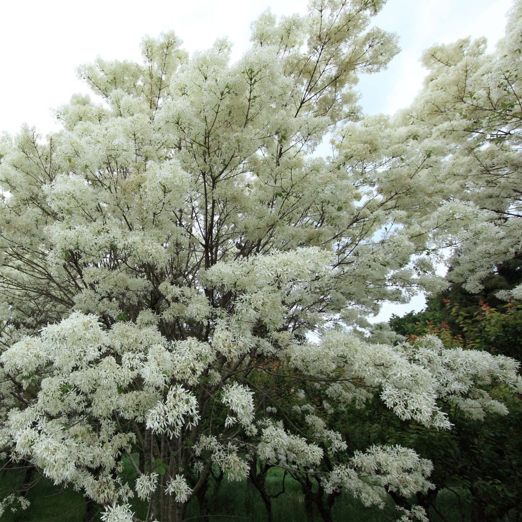 Chionanthus retusus - Albero della neve