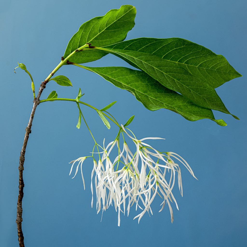 Chionanthus virginicus - Albero della neve