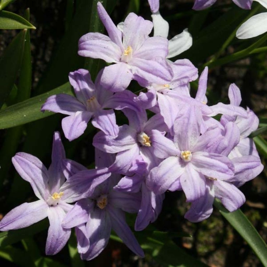 Chionodoxa forbesii Violet Beauty - Gloria della Neve