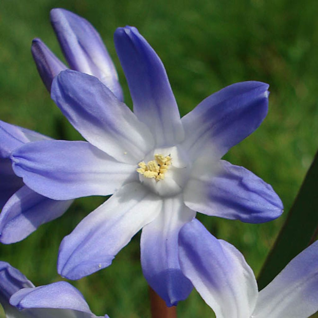 Chionodoxa luciliae - Scilla di Lucile