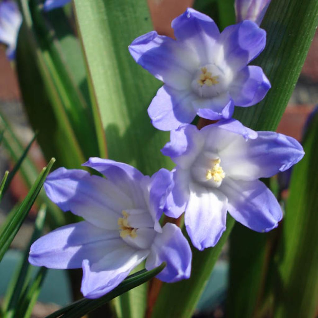 Chionodoxa luciliae - Scilla di Lucile