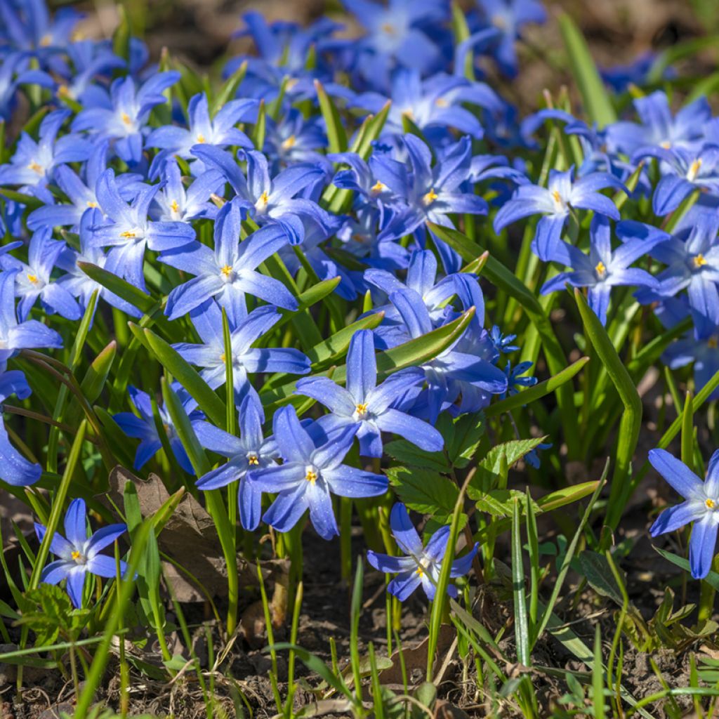 Chionodoxa luciliae - Scilla di Lucile