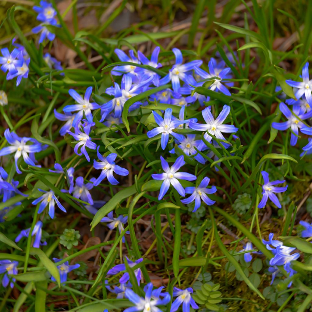 Chionodoxa luciliae - Scilla di Lucile