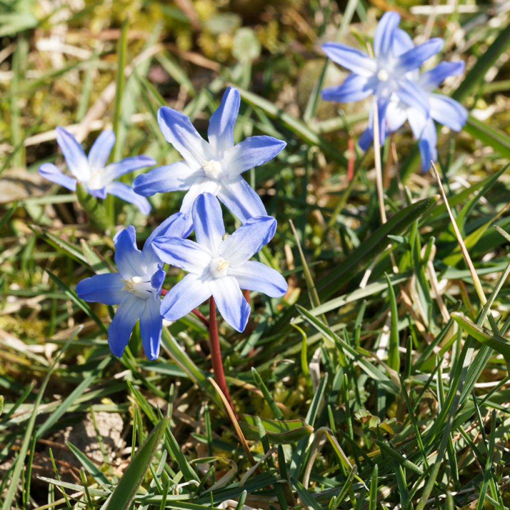 Chionodoxa sardensis - Gloria della Neve