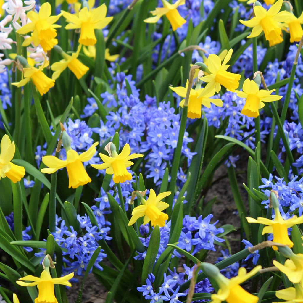 Chionodoxa sardensis - Gloria della Neve
