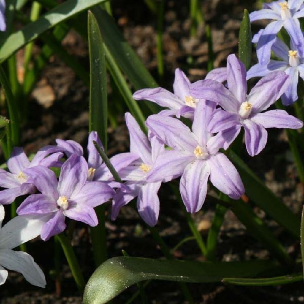 Chionodoxa forbesii Violet Beauty - Gloria della Neve