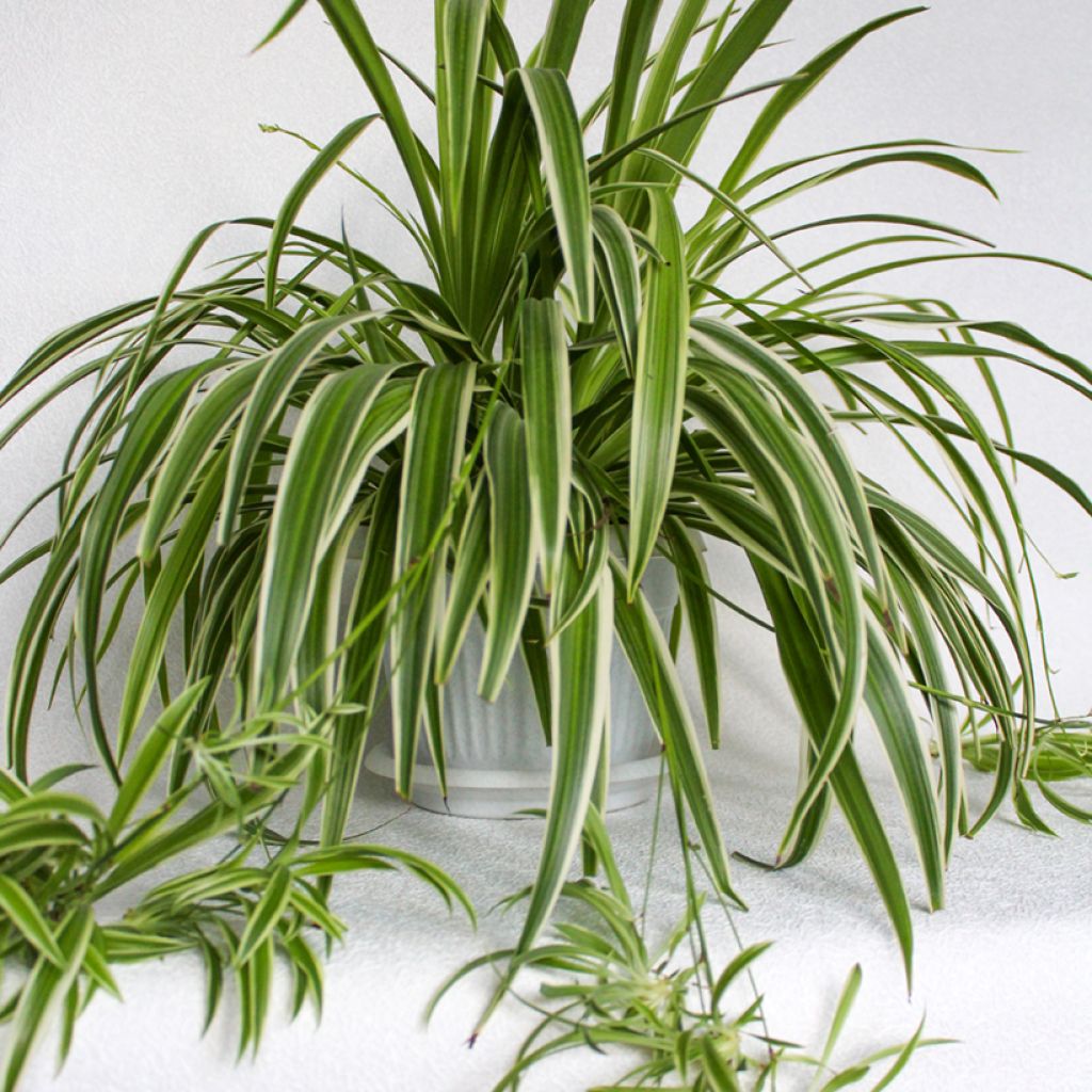 Chlorophytum Irish