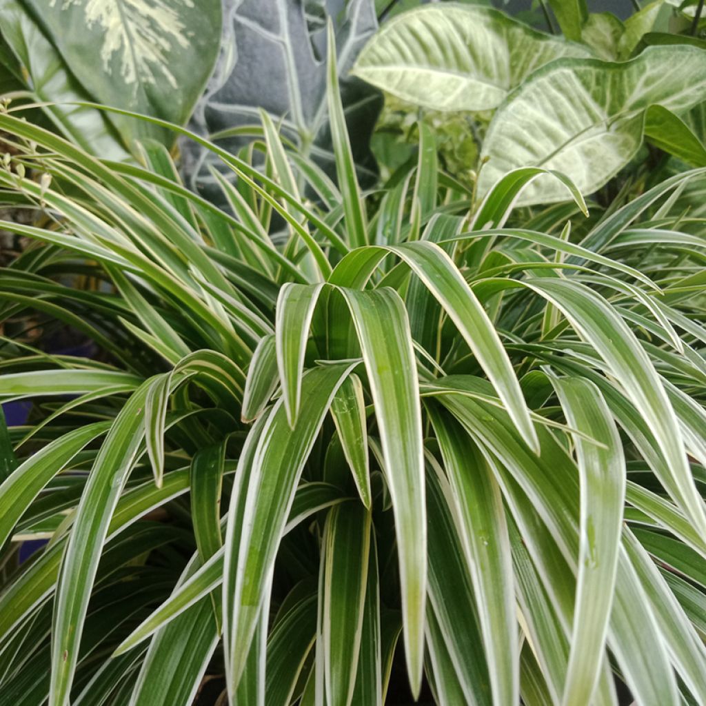 Chlorophytum Irish