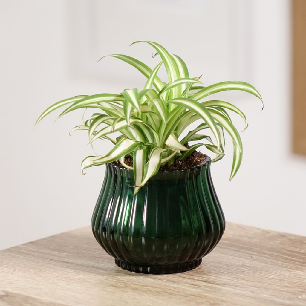 Chlorophytum Variegatum