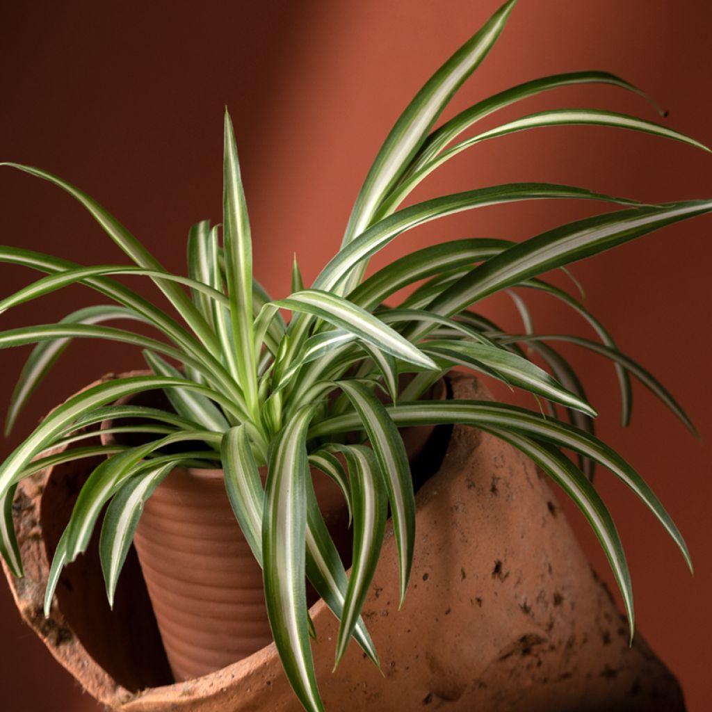 Chlorophytum Variegatum