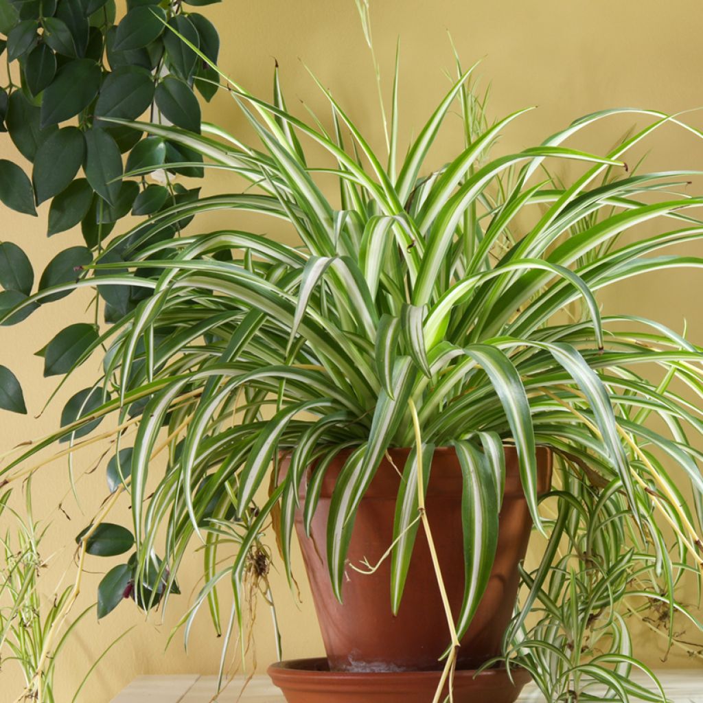 Chlorophytum Variegatum