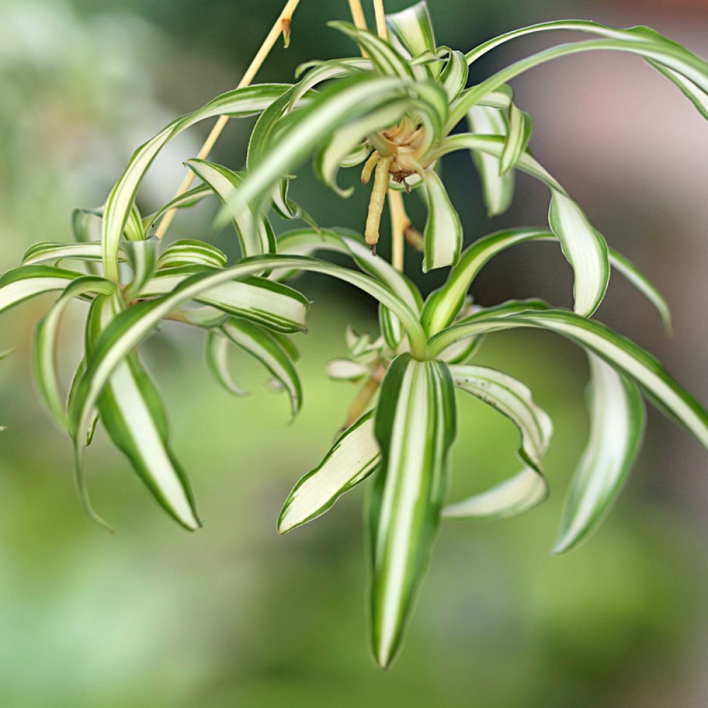 Chlorophytum Variegatum