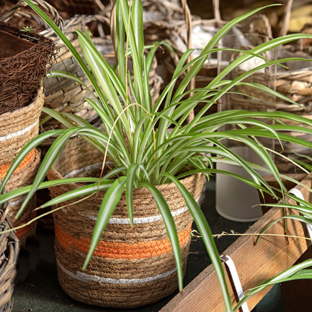 Chlorophytum Variegatum