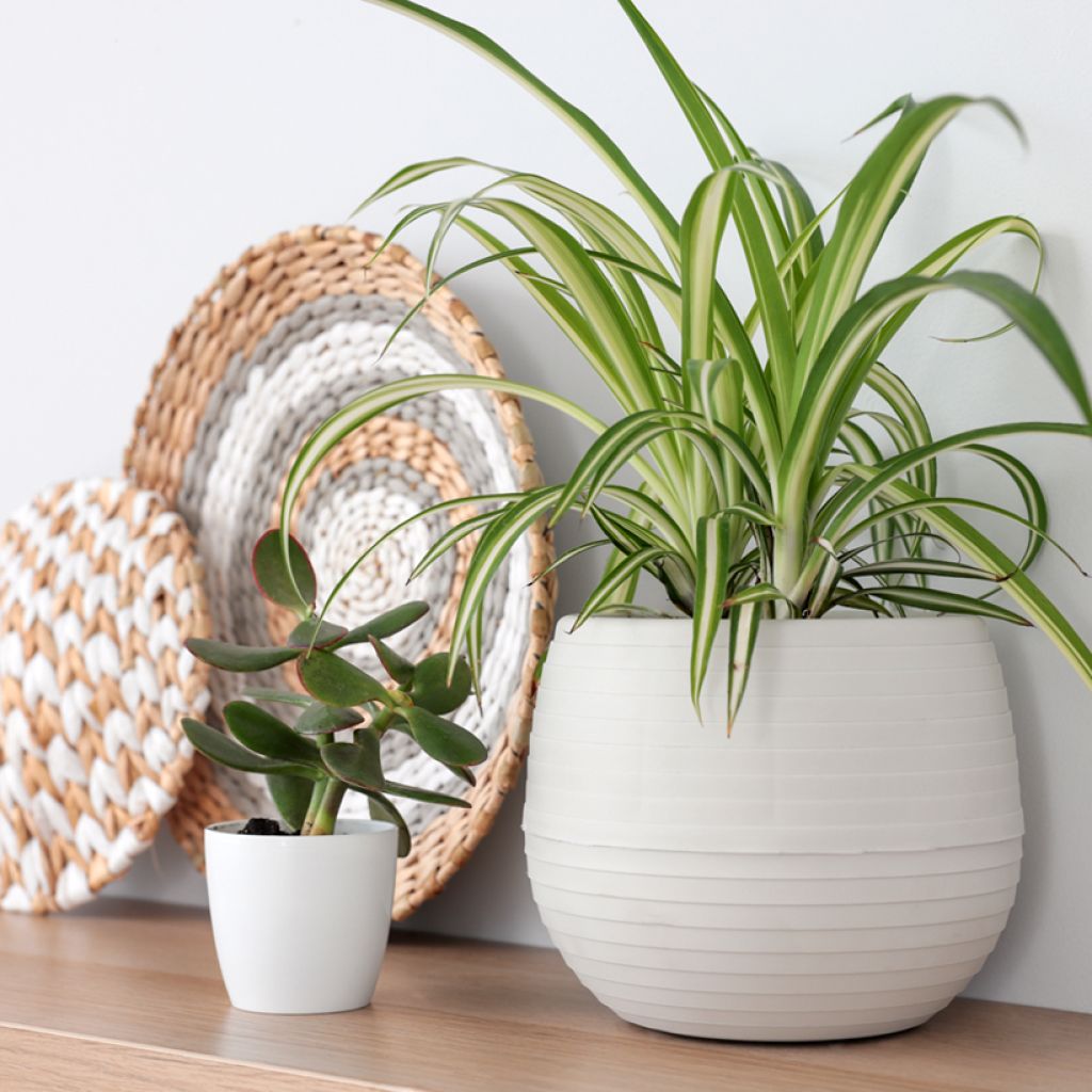 Chlorophytum Variegatum