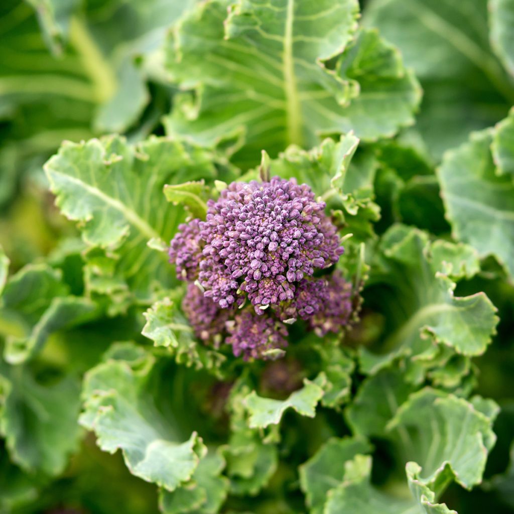 Cavolo broccolo Early Purple Sprouting Bio
