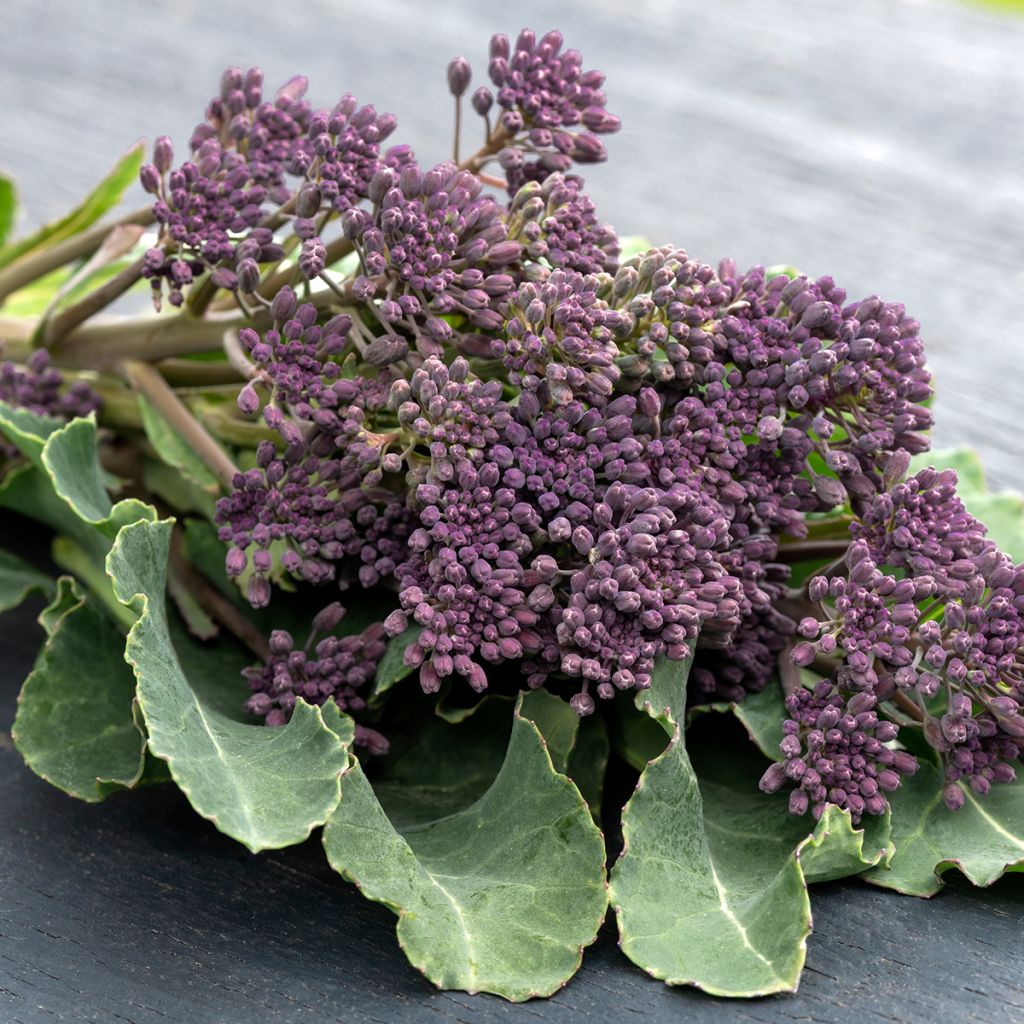Cavolo broccolo Early Purple Sprouting Bio