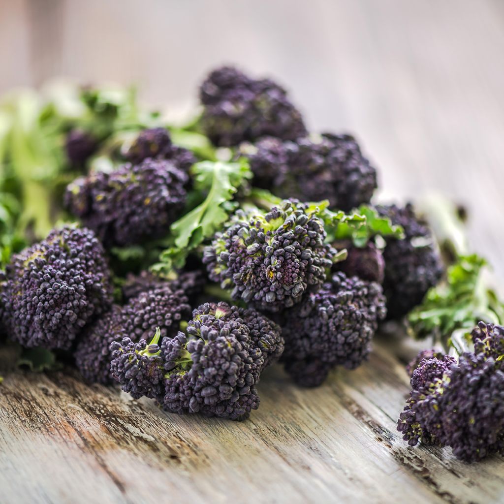 Cavolo broccolo Early Purple Sprouting Bio