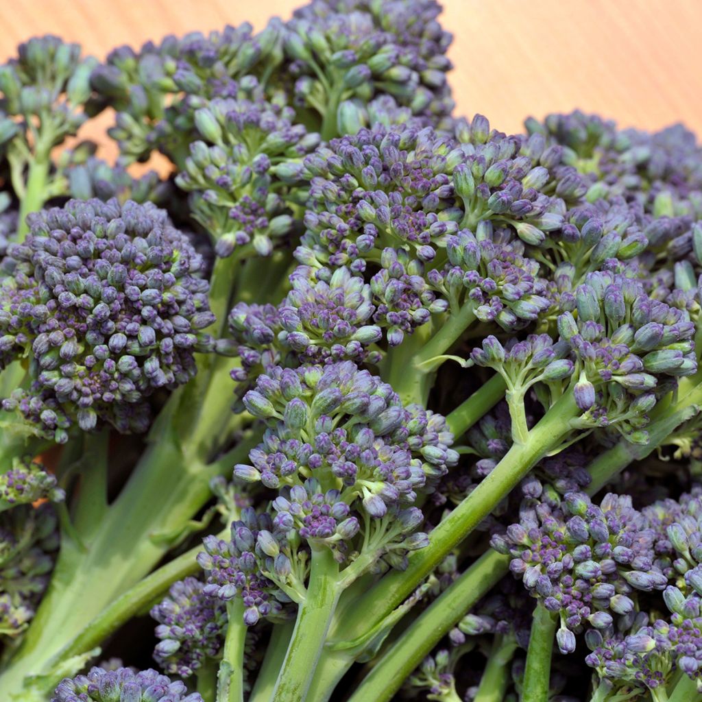 Cavolo broccolo Early Purple Sprouting